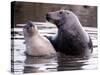 Seals on the Farne Island off the Northumberland Coast in Northern England, November 1972-null-Stretched Canvas