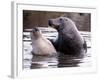 Seals on the Farne Island off the Northumberland Coast in Northern England, November 1972-null-Framed Photographic Print