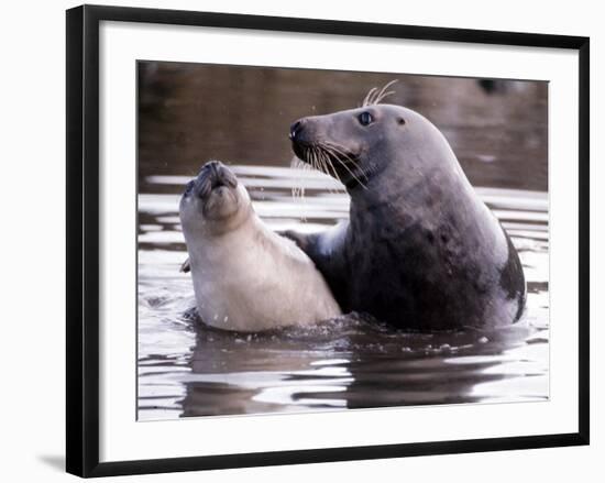 Seals on the Farne Island off the Northumberland Coast in Northern England, November 1972-null-Framed Photographic Print