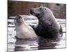 Seals on the Farne Island off the Northumberland Coast in Northern England, November 1972-null-Mounted Photographic Print