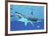 Seals Race to Get Away from a Giant Megalodon Shark-null-Framed Art Print