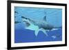 Seals Race to Get Away from a Giant Megalodon Shark-null-Framed Art Print