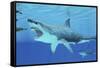 Seals Race to Get Away from a Giant Megalodon Shark-null-Framed Stretched Canvas