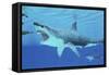 Seals Race to Get Away from a Giant Megalodon Shark-null-Framed Stretched Canvas