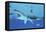 Seals Race to Get Away from a Giant Megalodon Shark-null-Framed Stretched Canvas
