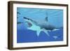 Seals Race to Get Away from a Giant Megalodon Shark-null-Framed Art Print