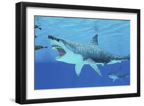 Seals Race to Get Away from a Giant Megalodon Shark-null-Framed Art Print
