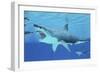 Seals Race to Get Away from a Giant Megalodon Shark-null-Framed Art Print