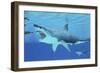 Seals Race to Get Away from a Giant Megalodon Shark-null-Framed Premium Giclee Print