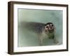 Seals-null-Framed Photographic Print