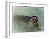 Seals-null-Framed Photographic Print