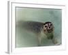 Seals-null-Framed Photographic Print