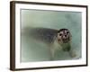 Seals-null-Framed Photographic Print