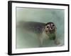 Seals-null-Framed Photographic Print