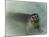 Seals-null-Mounted Photographic Print