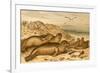 Seals-F.W. Kuhnert-Framed Premium Giclee Print