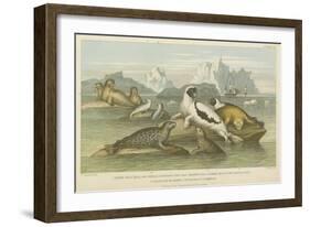 Seals-null-Framed Giclee Print