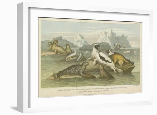 Seals-null-Framed Giclee Print