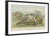 Seals-null-Framed Giclee Print