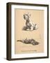 Sealyham and Rough Dachund Puppy, 1930, Illustrations from His Sketch Book Used for 'Just among Fri-Cecil Charles Windsor Aldin-Framed Giclee Print