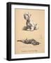 Sealyham and Rough Dachund Puppy, 1930, Illustrations from His Sketch Book Used for 'Just among Fri-Cecil Charles Windsor Aldin-Framed Giclee Print