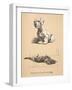 Sealyham and Rough Dachund Puppy, 1930, Illustrations from His Sketch Book Used for 'Just among Fri-Cecil Charles Windsor Aldin-Framed Giclee Print
