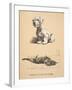 Sealyham and Rough Dachund Puppy, 1930, Illustrations from His Sketch Book Used for 'Just among Fri-Cecil Charles Windsor Aldin-Framed Giclee Print