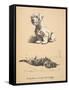 Sealyham and Rough Dachund Puppy, 1930, Illustrations from His Sketch Book Used for 'Just among Fri-Cecil Charles Windsor Aldin-Framed Stretched Canvas