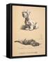 Sealyham and Rough Dachund Puppy, 1930, Illustrations from His Sketch Book Used for 'Just among Fri-Cecil Charles Windsor Aldin-Framed Stretched Canvas