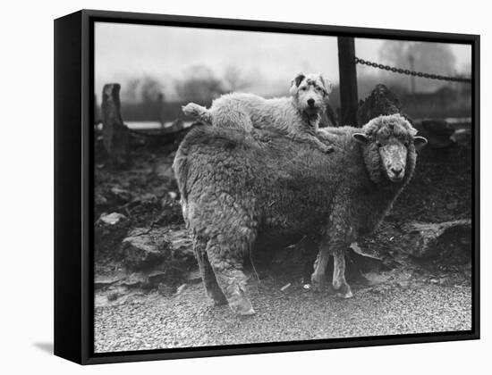 Sealyham Riding a Sheep-null-Framed Stretched Canvas