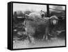 Sealyham Riding a Sheep-null-Framed Stretched Canvas