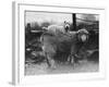 Sealyham Riding a Sheep-null-Framed Photographic Print