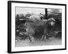 Sealyham Riding a Sheep-null-Framed Photographic Print