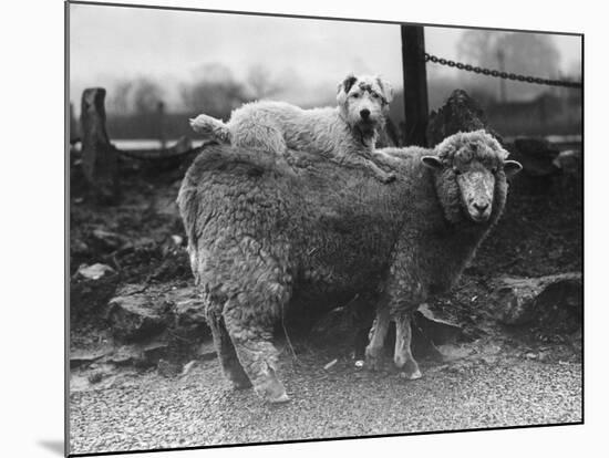 Sealyham Riding a Sheep-null-Mounted Photographic Print