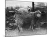 Sealyham Riding a Sheep-null-Mounted Photographic Print