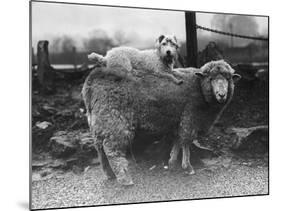 Sealyham Riding a Sheep-null-Mounted Photographic Print