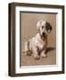 Sealyham Terrier with its Tongue Hanging Out-null-Framed Art Print