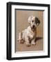 Sealyham Terrier with its Tongue Hanging Out-null-Framed Art Print