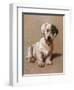 Sealyham Terrier with its Tongue Hanging Out-null-Framed Art Print