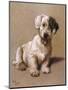 Sealyham Terrier with its Tongue Hanging Out-null-Mounted Art Print