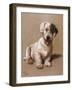 Sealyham Terrier with its Tongue Hanging Out-null-Framed Art Print