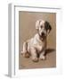Sealyham Terrier with its Tongue Hanging Out-null-Framed Art Print