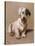 Sealyham Terrier with its Tongue Hanging Out-null-Stretched Canvas