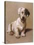 Sealyham Terrier with its Tongue Hanging Out-null-Stretched Canvas