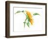 Seamless Pattern with a Watercolor Sunflower. Summer, Flowers, Heat, Wood, Texture, Drawing.-AnnaNenasheva-Framed Art Print