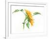 Seamless Pattern with a Watercolor Sunflower. Summer, Flowers, Heat, Wood, Texture, Drawing.-AnnaNenasheva-Framed Art Print