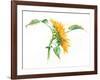 Seamless Pattern with a Watercolor Sunflower. Summer, Flowers, Heat, Wood, Texture, Drawing.-AnnaNenasheva-Framed Art Print