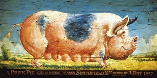 Prize Pink Pig-Sean Aherne-Stretched Canvas