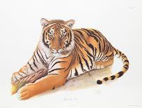 Royal Bengal Tiger-Sean Bollar-Framed Collectable Print