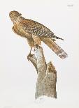 Florida Red Shouldered Hawk-Sean Bollar-Collectable Print